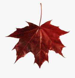 Leaves Clipart Colourful Leave - Transparent Background Fall ...
