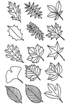 Leaf Clipart: Types of Tree Leaves Line Drawings