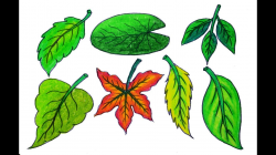 Draw different types of Leaves, How to draw Realistic Leaves