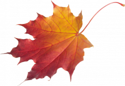 Tuesday's Tip — Leaf Collection and Disposal – Poughkeepsie Public ...