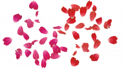 rose leaves PNG transparent free by TheArtist100 on DeviantArt