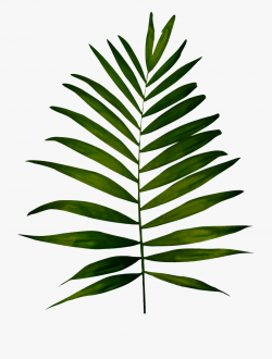 Big Image Png - Fern Clipart #1858054 - Free Cliparts on ...