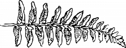 Clipart - fern branch
