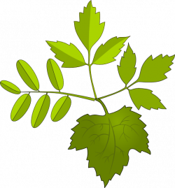 Foliage Clip Art at Clker.com - vector clip art online, royalty free ...