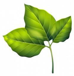 Three Green Leaves PNG Clipart Image | Card Graphics - Leaves ...