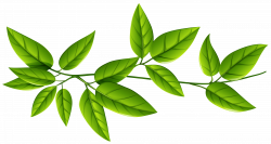 Green Leaves PNG Image | Gallery Yopriceville - High-Quality Images ...