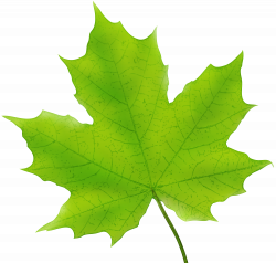 Leaf Clipart Free at GetDrawings.com | Free for personal use Leaf ...