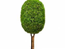 Cartoon Tree PNG (Isolated-Objects) | Textures for Photoshop