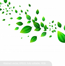 Leaf Clip art - When fresh green leaves vector material 3518*3629 ...