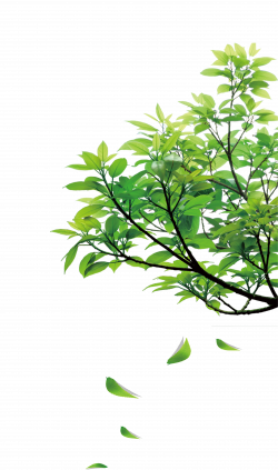 Clip art - Natural green leaves 3180*5391 transprent Png Free ...
