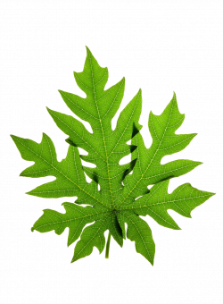 Papaya leaf Stock photography Clip art - Green leaves 1024*1396 ...