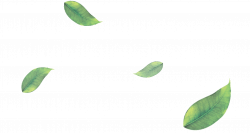 Leaf Transparent PNG Pictures - Free Icons and PNG Backgrounds