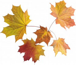 Maple Leaves Group transparent PNG - StickPNG