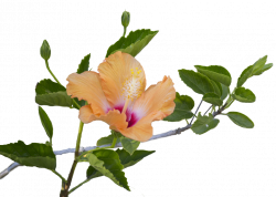 Hibiscus Leaf PNG Transparent Hibiscus Leaf.PNG Images. | PlusPNG