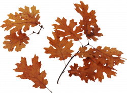 Autumn Leaves PNG Clipart | Web Icons PNG