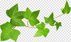 Ivy Leaf Екстракт листя плюща Plant stem, Leaf transparent ...