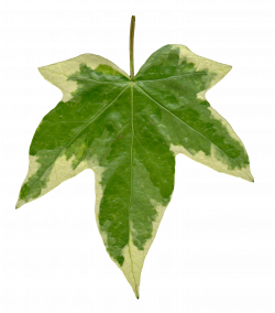High Resolution Seamless Textures: Leaf Textures