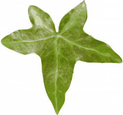 Clipart - leaf
