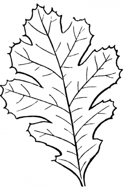 Patterns | Lobed Leaf | ClipArt ETC | leaves | Leaf clipart ...