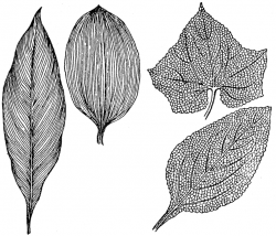 Leaf Veins | ClipArt ETC