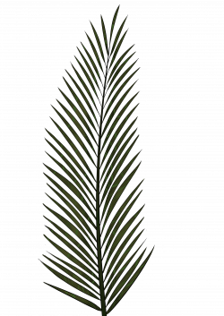 Palm Leaf Drawing at GetDrawings.com | Free for personal use Palm ...