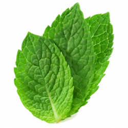 Fresh Mint Leaves | Free Images at Clker.com - vector clip art ...