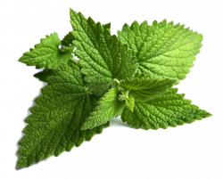 28+ Collection of Mint Herb Clipart | High quality, free cliparts ...