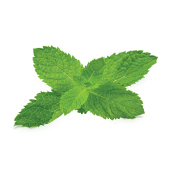 Pepermint PNG images free download, mint PNG