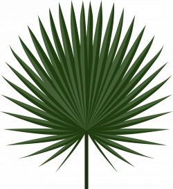 Clipart - Sabal leaf