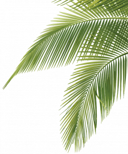 palm tree leaves - illustration | Art | Pinterest | Leaf ...