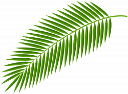 Palm branch Clip art Palm trees Palm-leaf manuscript Image ...