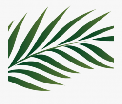 Palm Clipart Palm Branch Image Free Cliparts That You - Palm ...