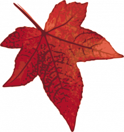 Clipart - Red maple leaf