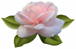 Beautiful Pink Rose with Leaves PNG Image | Gallery Yopriceville ...