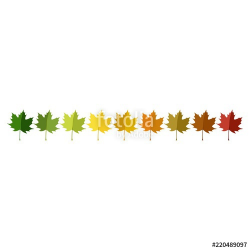 Autumn leaf set arranged in color palette in row
