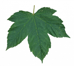 Green leaf PNG