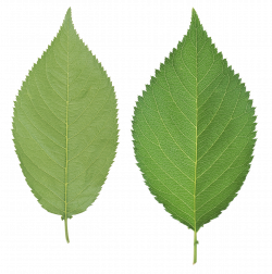 Green leaf PNG