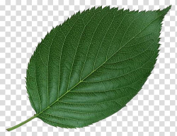 Leaf , single green leaf transparent background PNG clipart ...