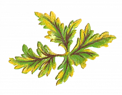 Antique Images: Digital Botanical Artwork Stock Leaves Clip Art ...