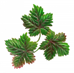 Antique Images: Digital Botanical Artwork Stock Leaves Clip Art ...