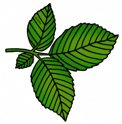 28+ Collection of Elm Leaf Clipart | High quality, free cliparts ...