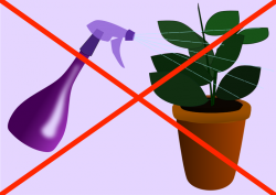 Higher Humidity Means Happier Houseplants – Laidback Gardener