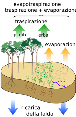 Vegetation and slope stability - Wikipedia