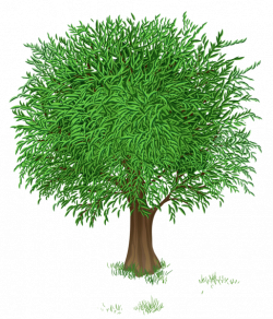 Green Tree Прозрачный PNG изображения Clipart | Деревья | Pinterest ...