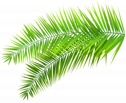 Palm Leaves Decoration PNG Clip Art Image | Színes brushok ...
