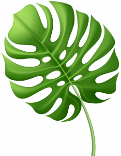 Large Tropical Leaf PNG Clip Art Image | Gallery Yopriceville ...