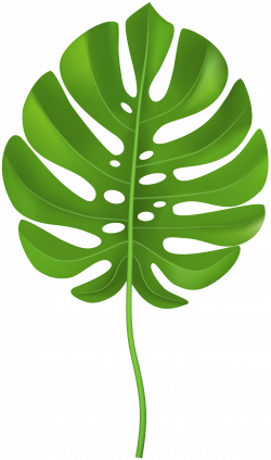 Tropical Palm Leaf Transparent PNG Clip Art Image | Gallery ...