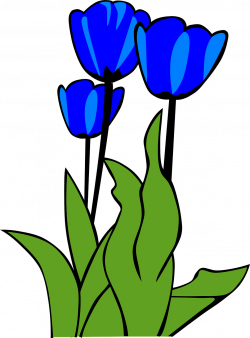 Tulips Flowers Plant Leaves transparent image | Flowers | Pinterest ...