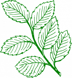 Green Outlined Mint Leaves Clip Art at Clker.com - vector clip art ...