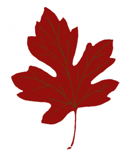 8 Maple Leaf Images! - The Graphics Fairy